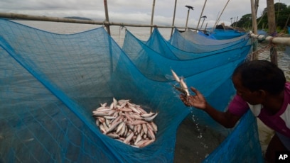 Mosquito Nets Widely Misused for Fishing, Study Finds