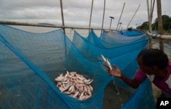 FILE - A fisherman collects small fish caught with mosquito nets in the Brahmaputra River, in Gauhati, India, Aug. 5, 2013.