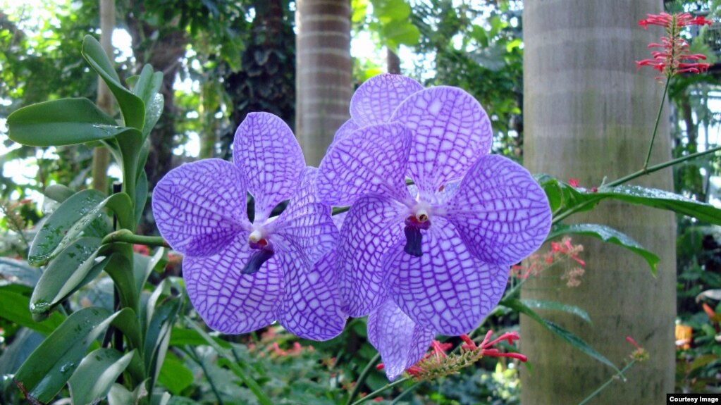 Gorgeous Orchids Showcased At Us Botanic Garden A Pink Orchid Flower One Of Hundreds Collections On Display In The U S