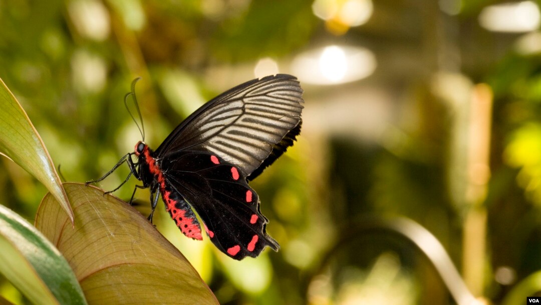 Monarch Butterflies  Smithsonian Institution