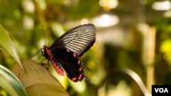The "Butterflies + Plants: Partners in Evolution" exhibition at the Smithsonian's National Museum of Natural History. (C. Clark/Smithsonian Institution)