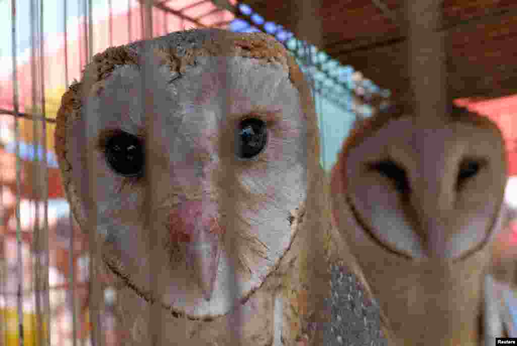 Owls for sale are seen inside a cage at a bird market in Tangerang, west of Jakarta, Indonesia.