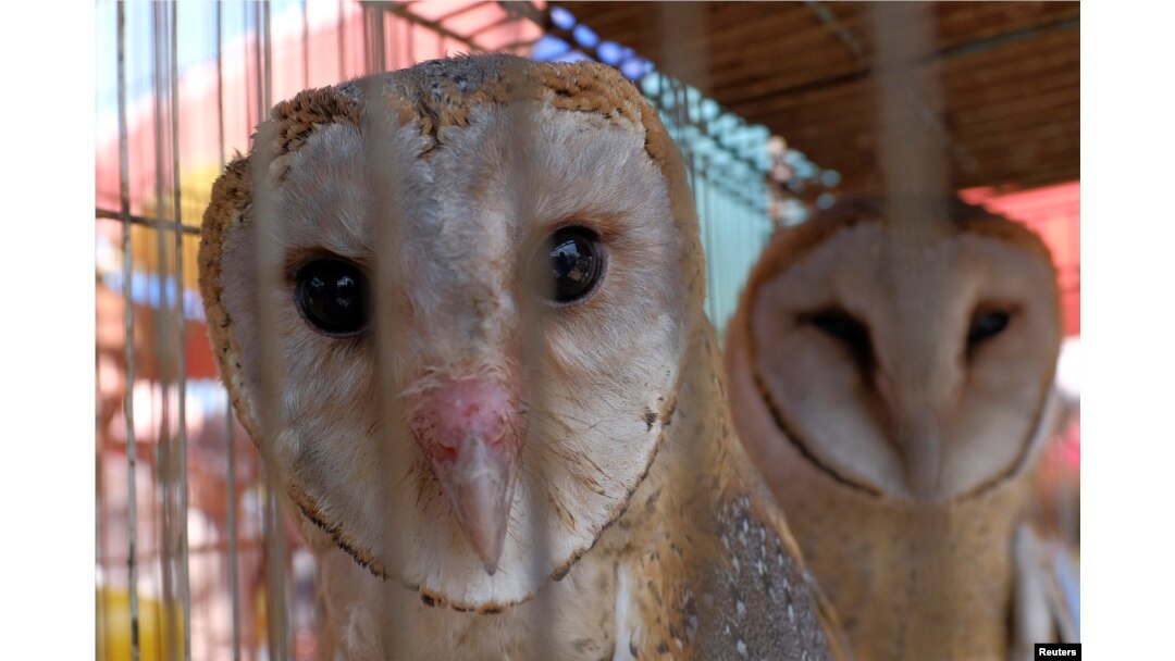 Owl cage for sale sale