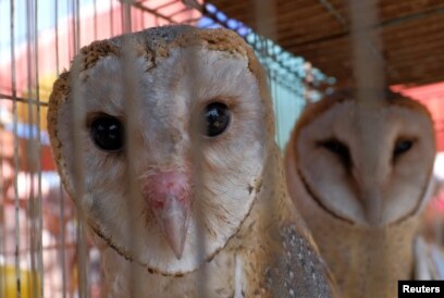 Pengamat Burung Migran Masih Terancam
