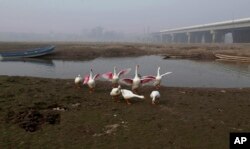 Fowl gather along a backwater of the Ravi River, in Lahore, Pakistan, Dec. 14, 2016. Under the Indus Water Treaty, India has exclusive rights to three Indus basin rivers, including the Ravi, which has virtually disappeared on the Pakistani side.