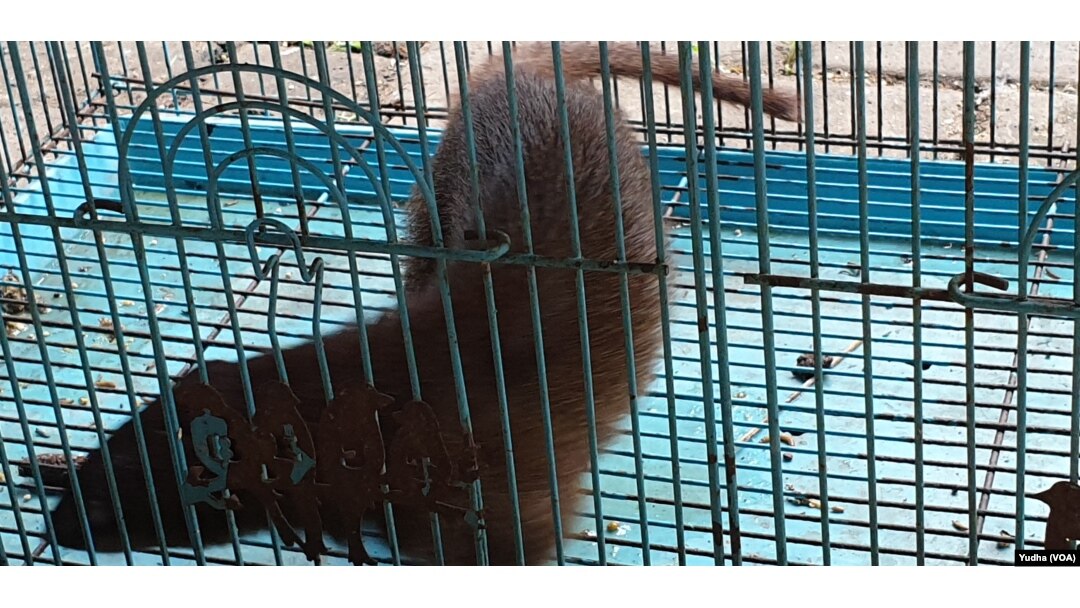 Predator Alami Diperdagangkan Temuan Ular Kobra Di Permukiman Marak