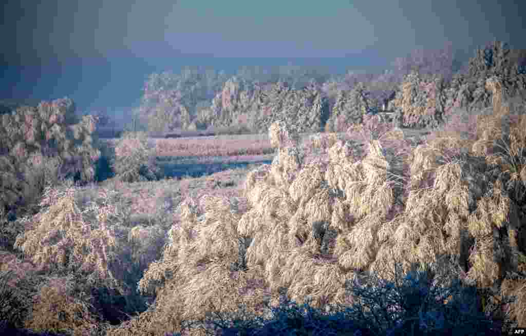 Frost covers the trees and fields in the town of Godewaersvelde, northwestern France.