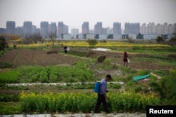 A farmer works on a farm in front of a construction site of new residential buildings in Shanghai, China, March 21, 2016.