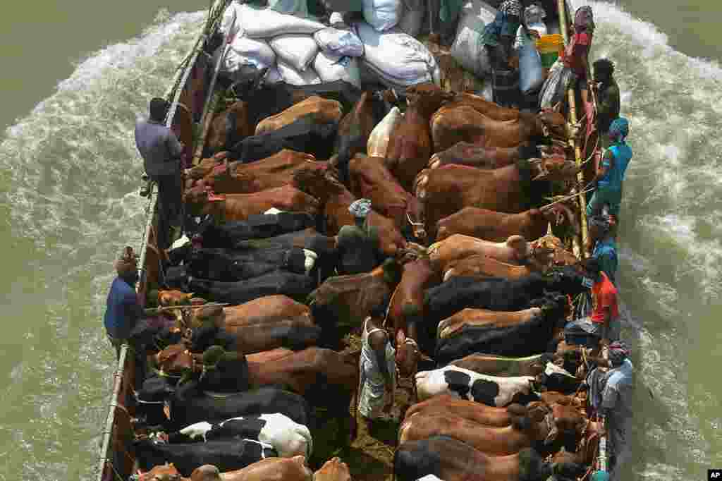 ঈদ-উল আজহা উপলক্ষে বাংলাদেশ সরকার লকডাউন শিথিল করার পর ঢাকায় নৌকাতে করে পশু পরিবহন করা হচ্ছে। ।১৬ জুলাই ২০২১।