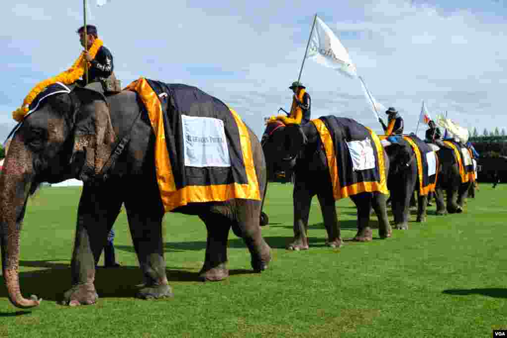 The female teenage pachyderms on parade prior to the start of the annual polo event, 2014 King's Cup Elephant Polo Tournament in Samut Prakan province, on the outskirts of Bangkok, Aug. 28, 2014. (Steve Herman/VOA).