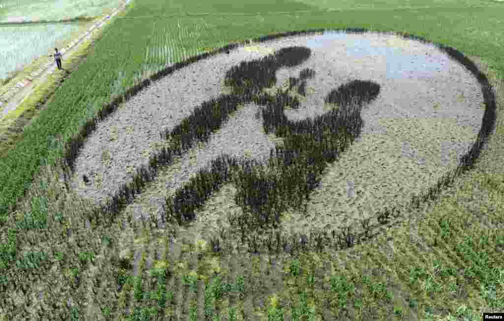 A man walks by a mural made of rice plants at a paddy field in Shenyang, Liaoning province, China.
