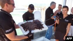 FILE - Crown-of-thorns starfish — native predatory coral-feeding starfish which have risen to plague-like levels — are displayed after being removed from the Great Barrier Reef, Sept. 18, 2014. 