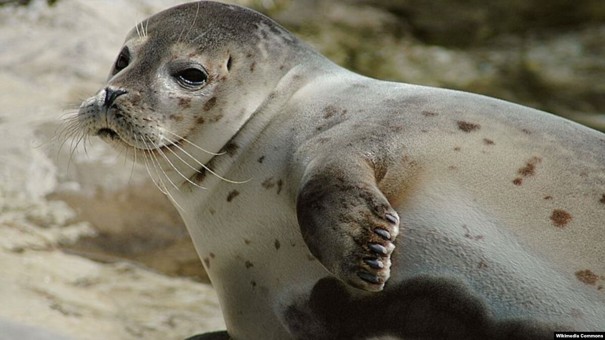 Studi Pada Anjing Laut Mungkin Bantu Orang Tidur Nyenyak