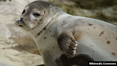 Studi Pada Anjing Laut Mungkin Bantu Orang Tidur Nyenyak