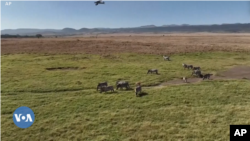 Keeniyaa Keessatti Iddoon Bineeyyii Bosonaa Dhiphataa Deemuu Ogeeyyiin Beeksisan 