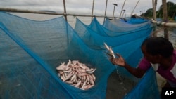 FILE - A man collects small fish caught with mosquito nets in the Brahmaputra River, in Gauhati, India, Aug. 5, 2013.