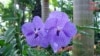 Gorgeous Orchids Showcased at US Botanic Garden
