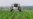 UN Committee Finds Weed Killer Glyphosate Unlikely to Cause Cancer