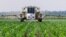 FILE - In this June 1, 2010 photo, central Illinois corn farmer Jerry McCulley sprays the weed killer glyphosate across his cornfield in Auburn, Ill. 