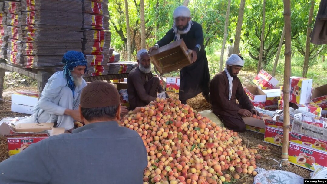 د سوات نه پس د شفتالانو زیات پېداوار د ملا کنډ په لاندینو علاقو لکه شیرگړ، مردان او بیا په زیاته کچه په چارسده کښې کېږي