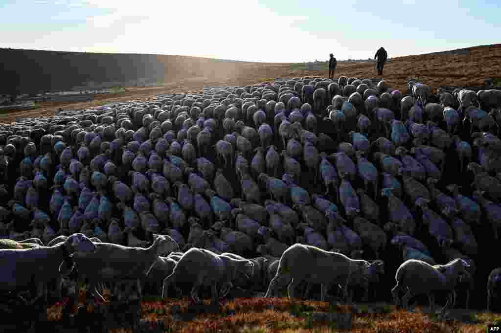 Shepherds herd sheep in Prevencheres, southern France.