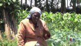 Kenya's Tea Farmers Brace for Climate Change