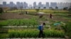 China Embraces Corporate Farming