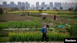 FILE - A farmer works on a farm in front of a construction site of new residential buildings in Shanghai, China, March 21, 2016. China is opening up its agriculture industry to corporate farming, a move that could have wide economic and political implications.