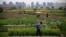 FILE - A farmer works on a farm in front of a construction site of new residential buildings in Shanghai, China, March 21, 2016. China is opening up its agriculture industry to corporate farming, a move that could have wide economic and political implications.
