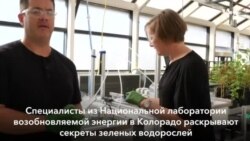 Ставки на водоросли