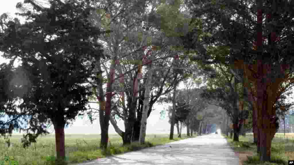Italian colonial rulers left an arborial heritage seen near Cyrene. (VOA-E. Arrott) 