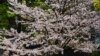 Scientist: Kyoto's Earliest Cherry Blooms in 1,200 Years Point to Climate Change
