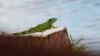 Agencia de Florida motiva a residentes a matar iguanas