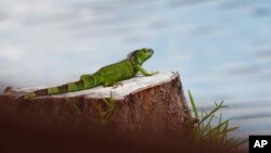 Como otras especies no nativas, las autoridades dicen que las iguanas fueron llevadas a Florida como mascotas o lograron subirse a barcos.