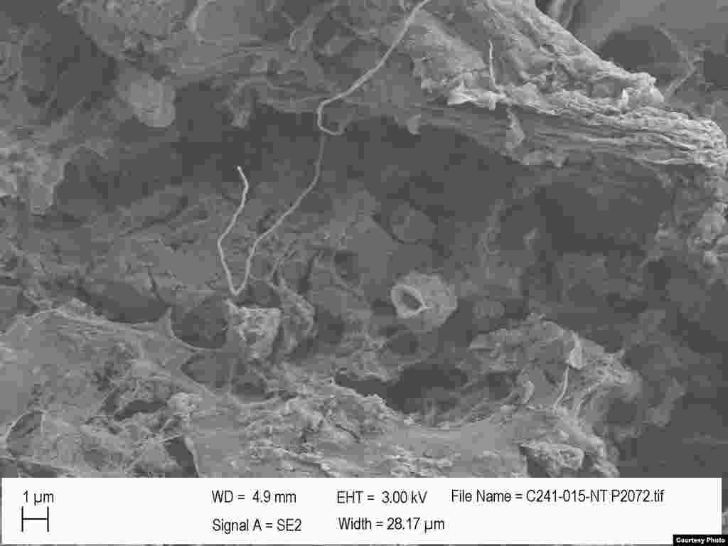 Bakterije koje stupaju u interakciju sa plastikom na otpadu u Sargaškom moru, u Sjevernom Atlantiku. (Credit: E. Zettler, SEA Education Association)