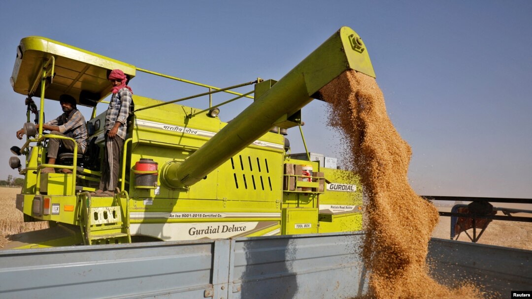 FILE - A combine deposits harvested wheat in a tractor trolley at a field on the outskirts of Ahmedabad, India, March 16, 2022.