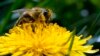 A bee searches for pollen on a flower during a sunny spring day in Belgrade, Serbia, Friday, April 8, 2022. A study published in the journal Nature on April 20, 2022 says habitat loss from big agriculture and climate change are combining to threaten the world's insects. 