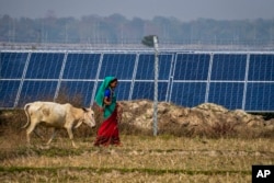 FILE - A Karbi tribal woman, whose agriculture land had been transferred to build a solar power plant, grazes her cow near the plant in Mikir Bamuni village, Nagaon district, northeastern Assam state, India, Feb. 18, 2022.