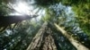 В День Земли президент Байден подписал указ о защите самых старых деревьев страны 