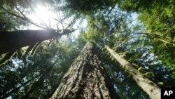 资料照片：俄勒冈州的原生道格拉斯冷杉树。 