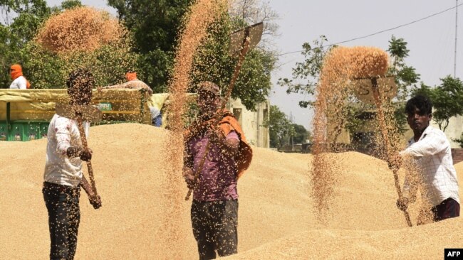 Laborers uses a shovel to separate grains of wheat from the husk at a wholesale grain market on the outskirts of Amritsar on April 16, 2022.