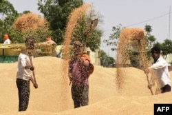 Laborers uses a shovel to separate grains of wheat from the husk at a wholesale grain market on the outskirts of Amritsar on April 16, 2022.