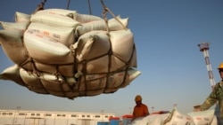 中國將擴大種植轉基因作物