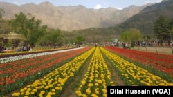 The Asia's largest tulip garden in Srinagar has witnessed 3 million visitors this year. 