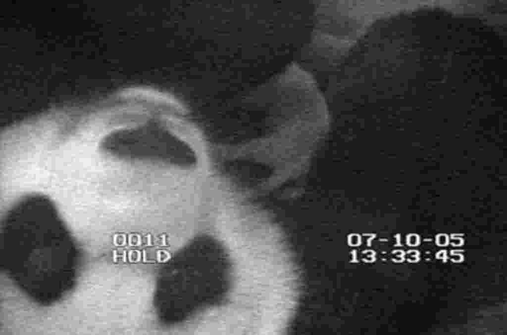 La osa panda gigante Mei Xiang dio a luz a Tai Shan, el 9 de julio de 2005.