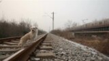 Клонирање на кучиња во Кина