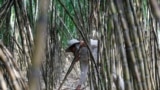 Sugar cane processing