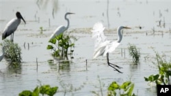 Water birds make use of a made wetland project near Fairfield, Texas.