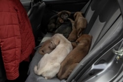In this Feb. 14, 2020 photo, Egyptian Vets for Animal Care, the country's first spay and neuter program, place puppies who have taken rabies shots in a car to take them back to their mother on a street, in Cairo, Egypt. (AP Photo/Nariman El-Mofty)
