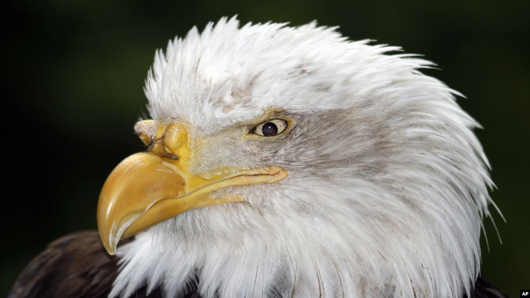 Un águila calva también puede sobrevivir en cautiverio con mayor expectativa de vida en programas de reproducción y conservación como muestra esta imagen de un ejemplar en el Zoológico de Oregon en Portland, el 4 de agosto de 2010.